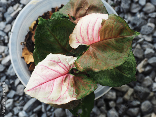 syngonium podophylum strawberry ice verigated plant sweet and beauty  photo