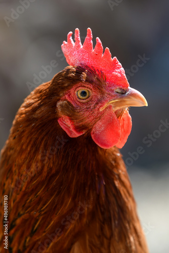 Wallpaper Mural Portrait chicken on the farm, poultry concept Torontodigital.ca