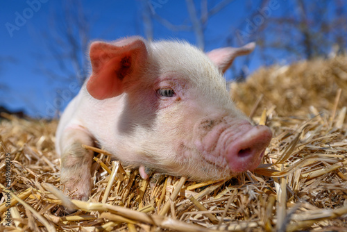 Piglet on hay and straw at pig breeding farm