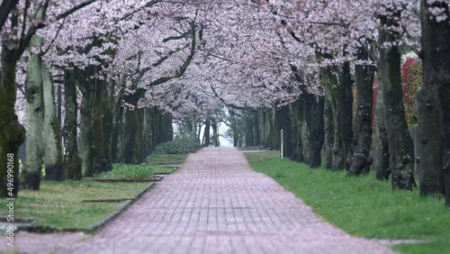 Tokyo, Japan - April 5, 2022: Cherry blossom trees and fallen pink petals on road
