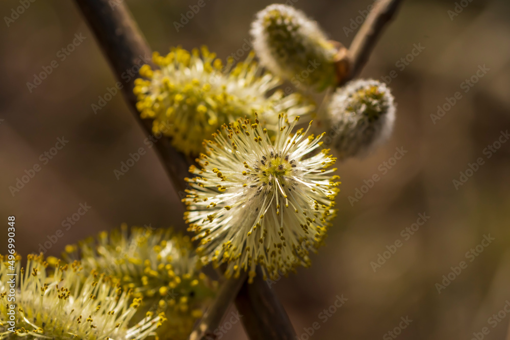 Dier Pollen eines aufgeblühten Weidenkätzchens Dier Pollen eines aufgeblühten Weidenkätzchens