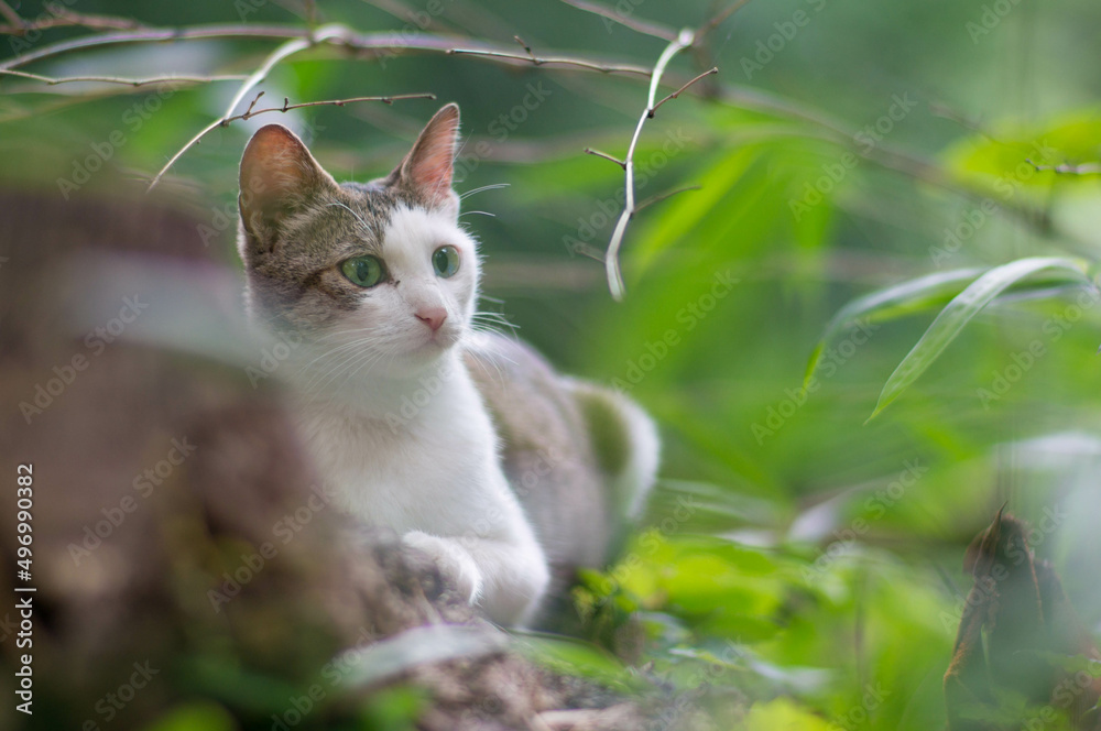 日本の森で自由気ままに暮らす可愛らしい野生の子猫