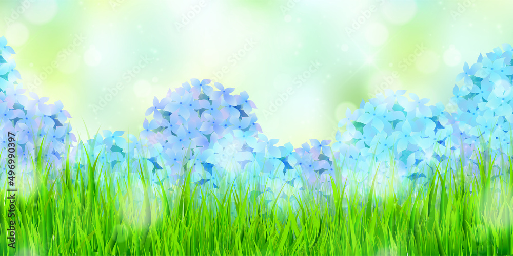 Fototapeta premium あじさい 梅雨 花 背景