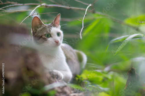 日本の森で自由気ままに暮らす可愛らしい野生の子猫 © ryo96c