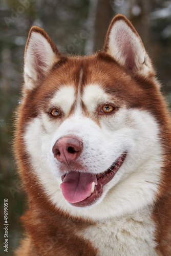 Portrait of a smiling Siberian Husky dog. Red husky dog with tongue sticking out in close-up.