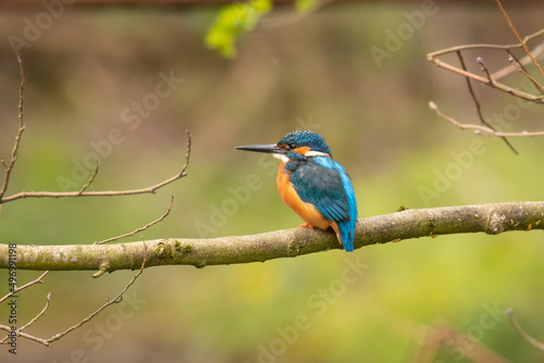 kingfisher on a branch