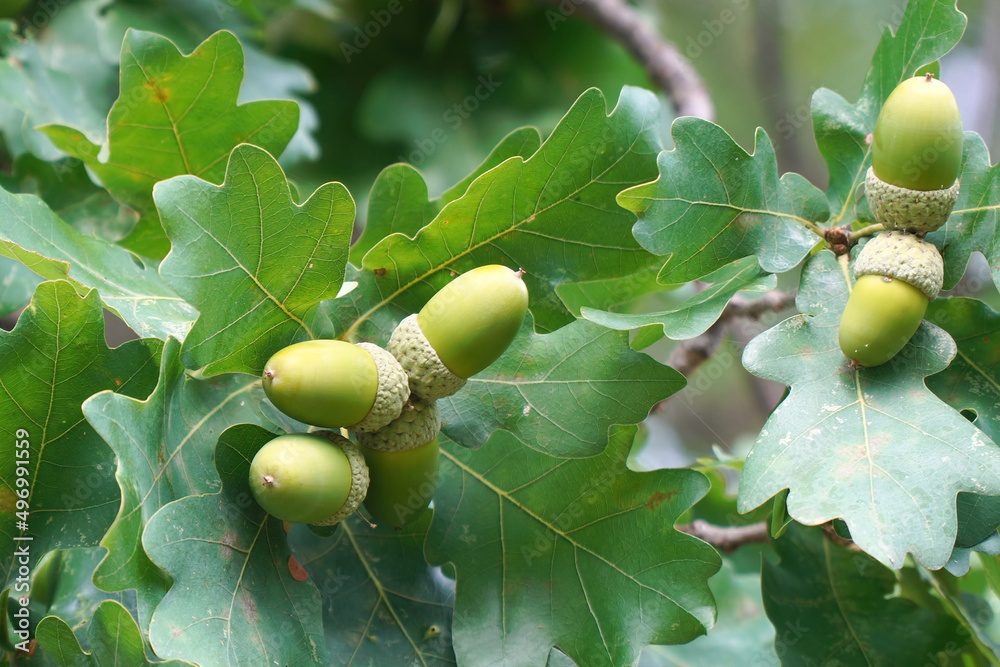 Ripe acorns on oak branches among green leaves Ripe acorns on oak branches among green leaves