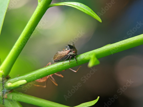 Centrotus cornutus is a species of  treehoppers  belonging to the family Membracidae.  