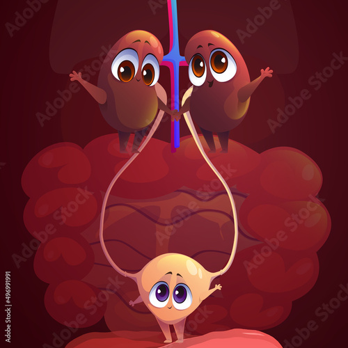 Kidneys and bladder funny cartoon characters. Anatomical positive personages, internal human body organs with cute smiling faces holding hands. Medical education for kids, anatomy, Vector illustration