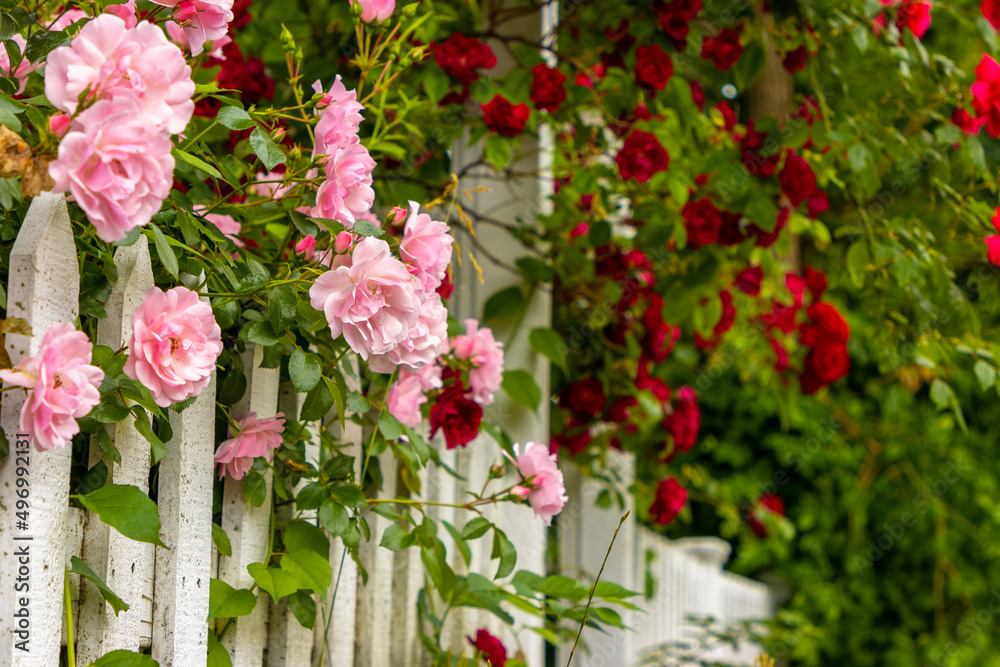 Fototapeta premium Wild roses growing on fence