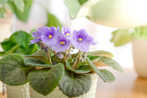 Close up blooming violet in flower pot with water drops. Home gardening concept
