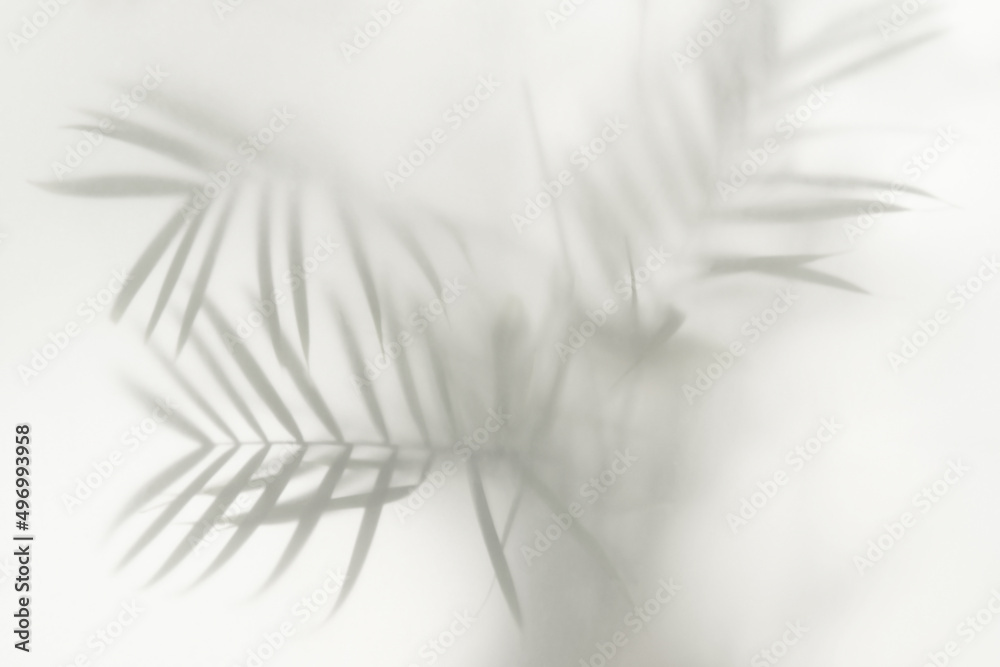 Obraz premium palm leaves