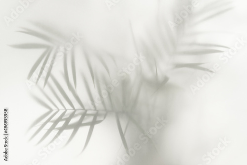 palm leaves
