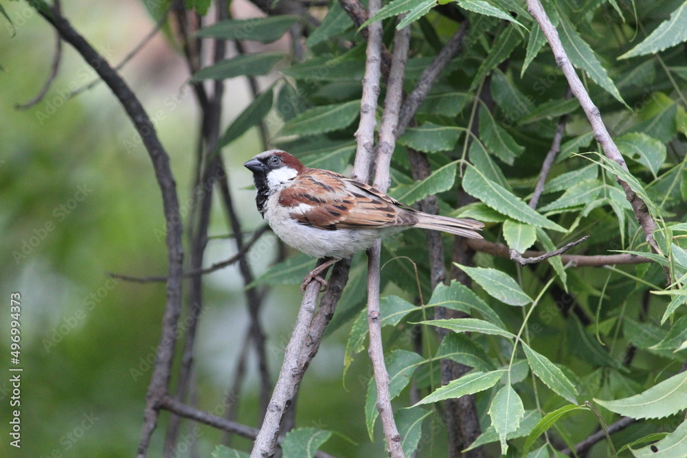 Fototapeta premium little house sparrow sitting n green neem tree's branch