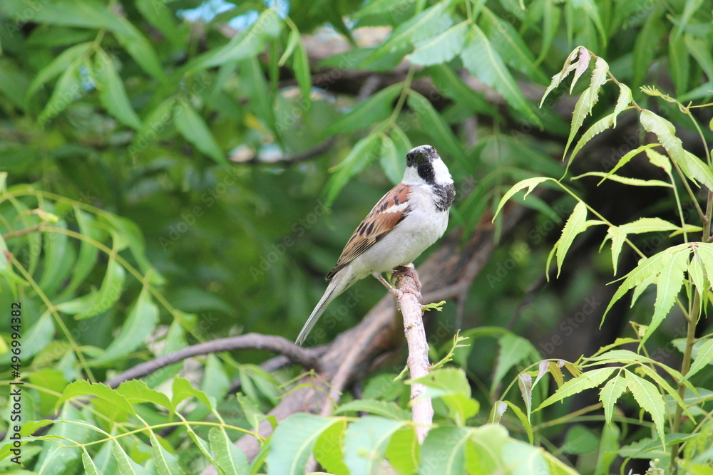 Fototapeta premium little house sparrow sitting n green neem tree's branch