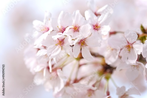 blossom © 希 古屋