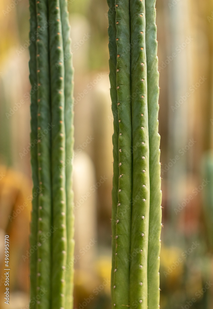 Cactus plant in the arboretum. Cactus plant in the arboretum.