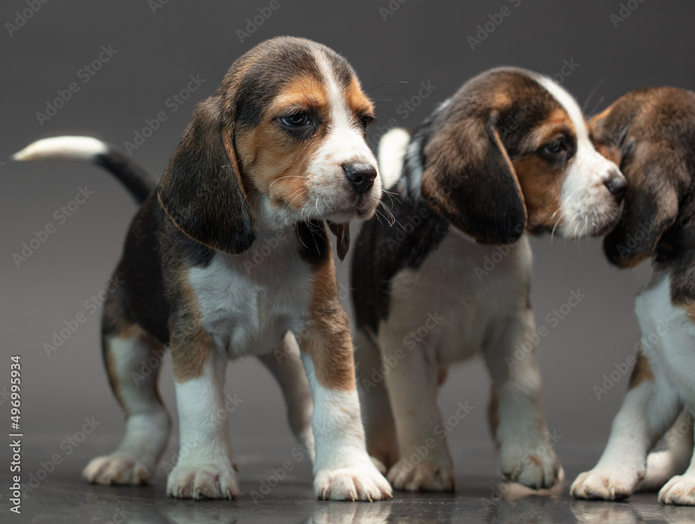 Puppies on a black background.