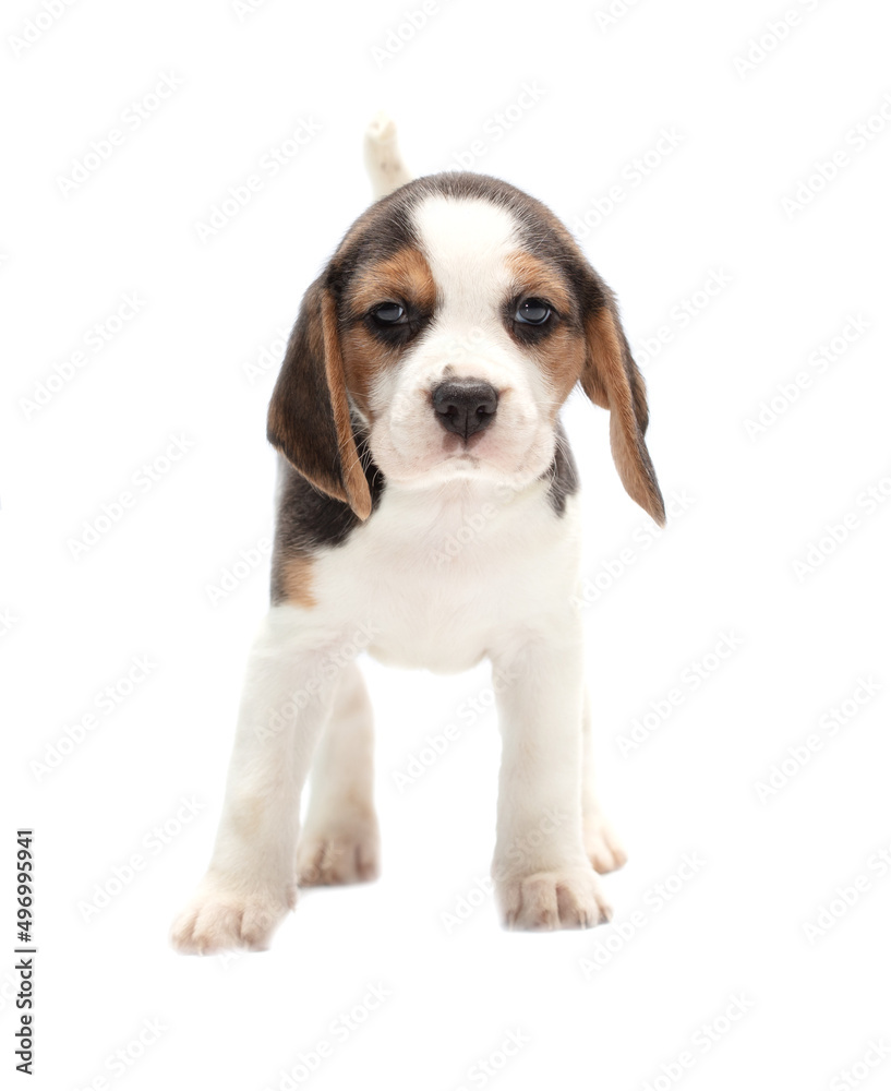 Dog puppy isolated on white background.