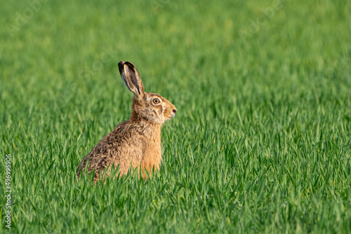 Brown hare in the green field in spring.