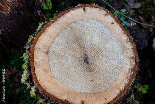 Looking at a cut end of a pine tree log, seeing the rings and outer circle of bark. 