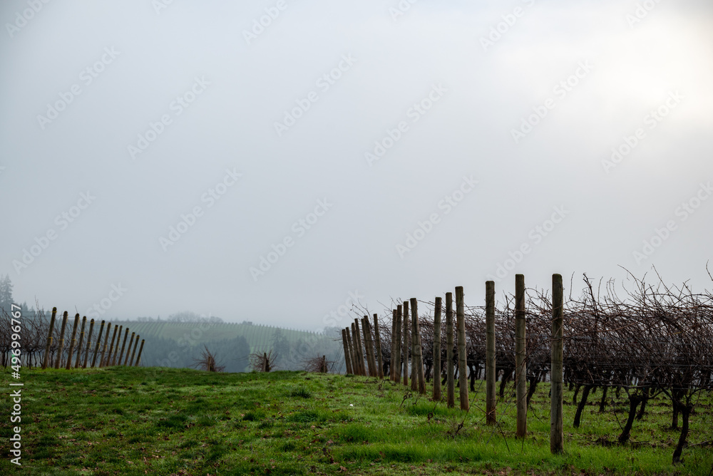 Fototapeta premium In Oregon, a winter vineyard of bare vines, obscured by mist, looking down a hill between rows of vines branching off the trellises, green grass between rows. 