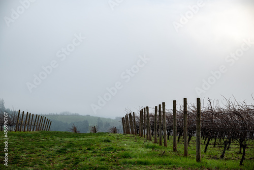 In Oregon, a winter vineyard of bare vines, obscured by mist, looking down a hill between rows of vines branching off the trellises, green grass between rows. 