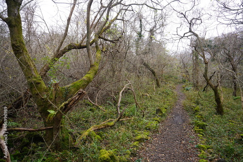 bare trees and pathway