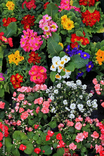 Fototapeta Naklejka Na Ścianę i Meble -  Various colorful flower in florist's shop