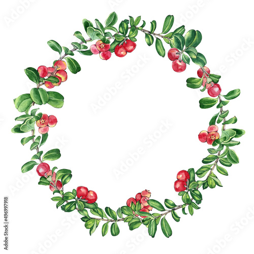 Watercolor cowberry wreath. Isolated on white background. Decorative elements for cards, design invitations. Hand painted round frame.