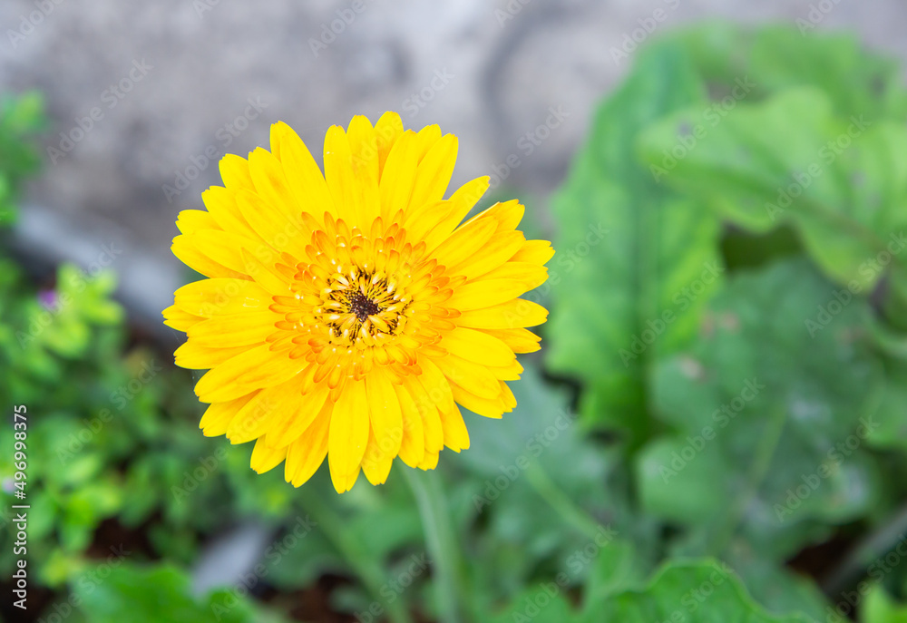 yellow flowers in front of the house
yellow flowers in front of the house