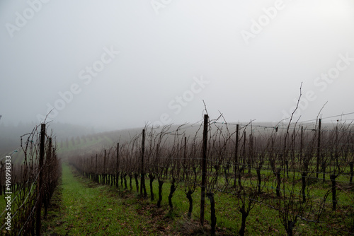 In Oregon  a winter vineyard of bare vines  obscured by mist  looking down a hill between rows of vines branching off the trellises  green grass between rows. 