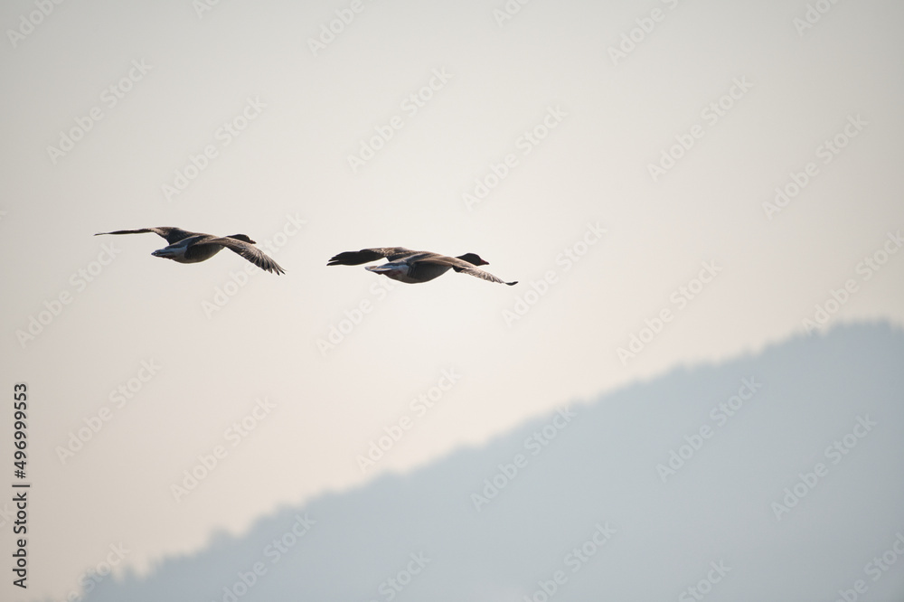 A couple of greylag geese in flight