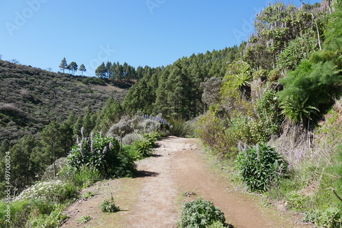 Blühende Landschaft auf Gran Canaria photo