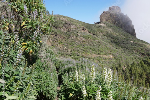 Blühende Berglandschaft bei Valsequillo auf Gran Canaria photo