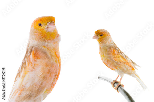 canarys isolated on white background