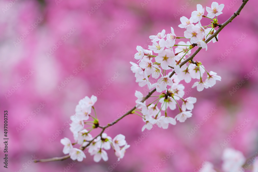 【春イメージ】桜