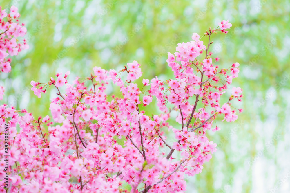 【春イメージ】桜