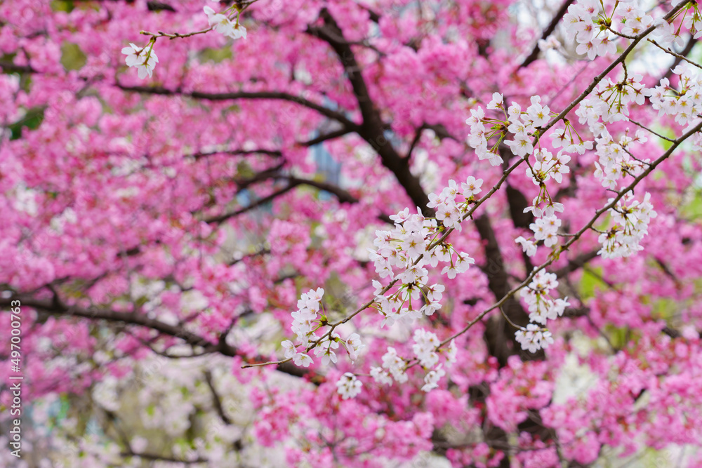 Fototapeta premium 【春イメージ】桜
