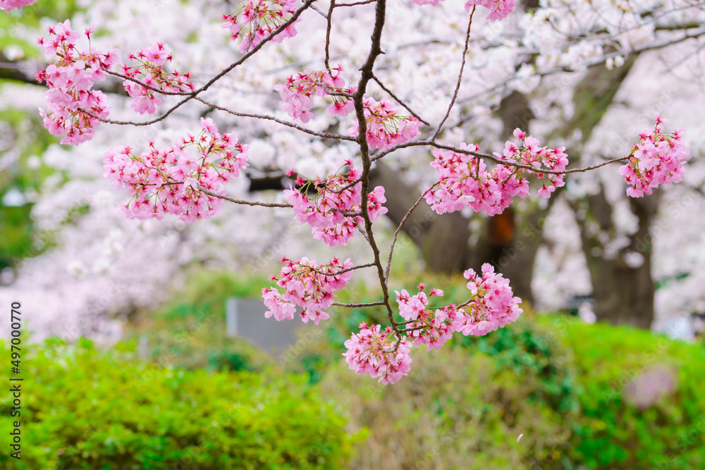 Naklejka premium 【春イメージ】桜