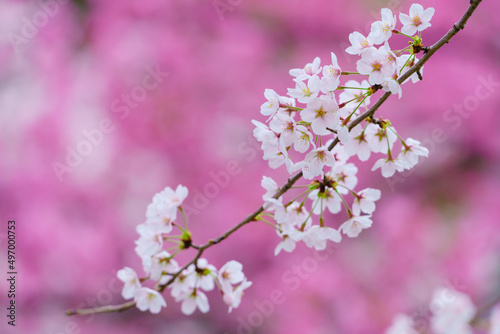 【春イメージ】桜 © k_river