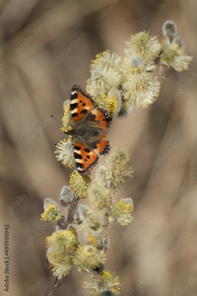 Fototapeta premium Butterfly on flowering pussy willow