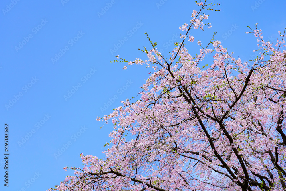 六義園の枝垂れ桜 六義園の枝垂れ桜
