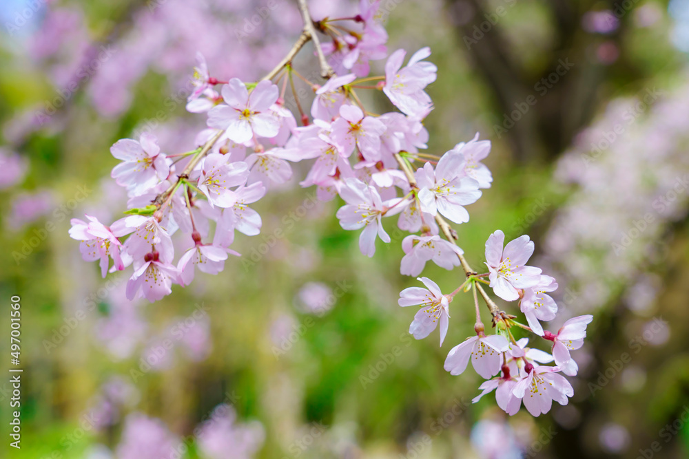 六義園の枝垂れ桜 六義園の枝垂れ桜