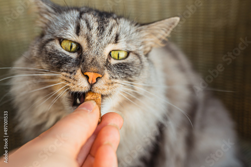 Photography Gray domestic cat eats pet treats with vitamin supplements