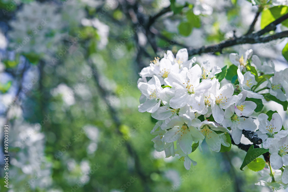 White flowers on apple tree branches. Spring flowering in the orchard. Beautiful nature background White flowers on apple tree branches. Spring flowering in the orchard. Beautiful nature background