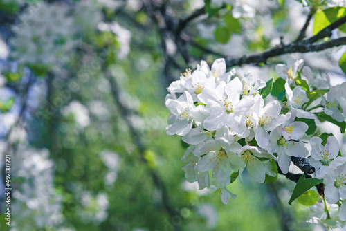White flowers on apple tree branches. Spring flowering in the orchard. Beautiful nature background