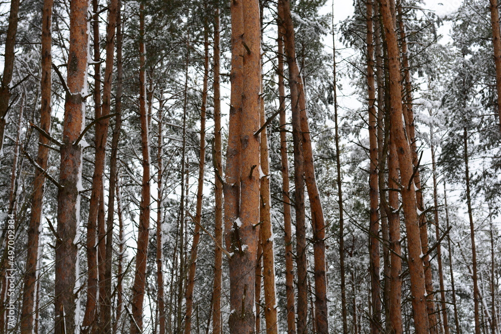 Fototapeta premium Tree trunks covered with snow in the winter forest. Natural background. Beautiful winter landscape. Pine trunks in a snowy forest.