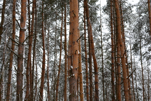 Tree trunks covered with snow in the winter forest. Natural background. Beautiful winter landscape. Pine trunks in a snowy forest.