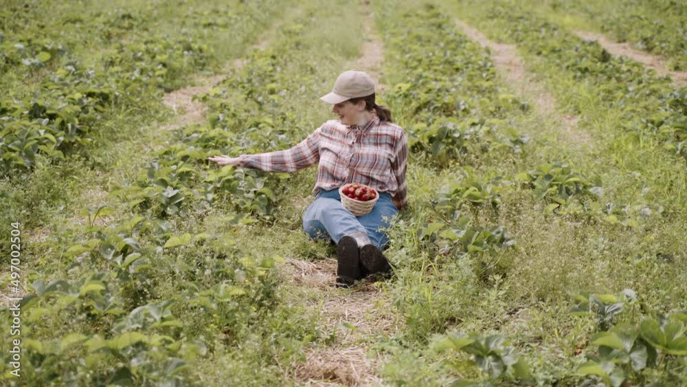 Happy woman in plaid shirt and cap sits among green strawberry field and strokes plants with pleasure. Wind blows. Farmer is surprised to find large ripe berry on bush and throws it up with smile. Happy woman in plaid shirt and cap sits among green strawberry field and strokes plants with pleasure. Wind blows. Farmer is surprised to find large ripe berry on bush and throws it up with smile.